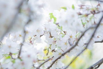 千鳥ヶ淵の桜と蜜蜂