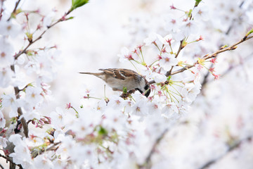 千鳥ヶ淵の桜と雀