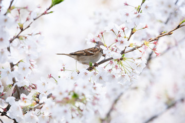 千鳥ヶ淵の桜と雀