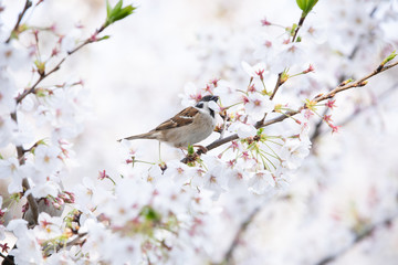 千鳥ヶ淵の桜と雀