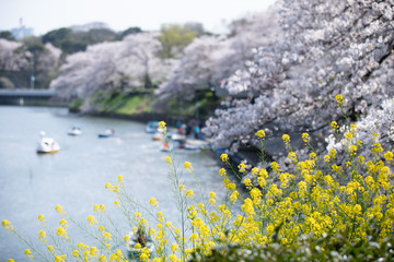 Obraz na płótnie Canvas 千鳥ヶ淵の桜と菜の花とボート