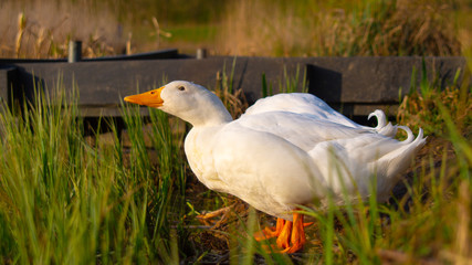 Large White Heavy Pekin Aylesbury Duck on Pond