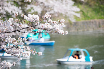千鳥ヶ淵の桜とボート