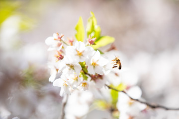 千鳥ヶ淵の桜と蜜蜂