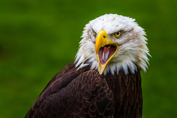 Bald eagle