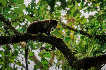 Pizote