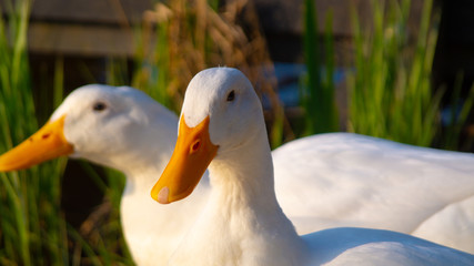 Large White Heavy Pekin Aylesbury Duck on Pond