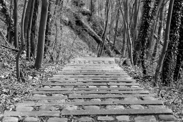 Un escalier dans la forêt