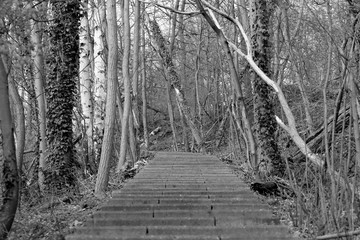 Des escaliers dans le bois