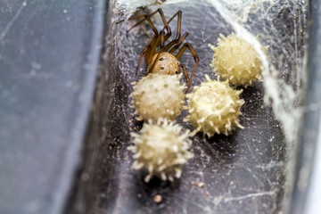 Close up brown widow spider (Latrodectus geometricus) and nest in nature