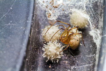 Close up brown widow spider (Latrodectus geometricus) and nest in nature