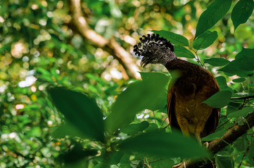 Oiseau tropical