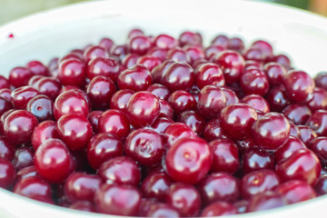 Fresh harvest of red cherry in white bucket