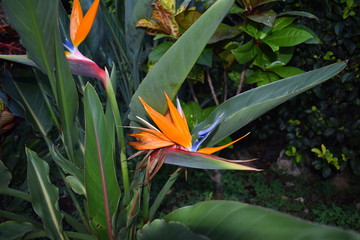 Blooming Bird of Paradise in Jungle surrounded by green foliage after a light summer rain