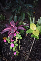 Blooming Plants in Jungle surrounded by green foliage after a light summer rain