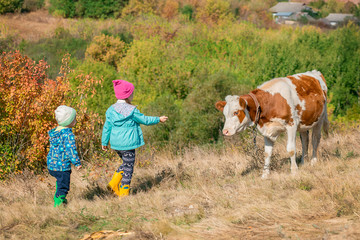 Children look at the calf in the field.