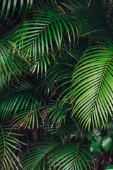 Tropical palm leaves, floral pattern background - 260555202