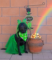 Black lab dog dressed in green. St. Patrick's Day.