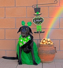 Black dog dressed in green for St. Patrick's Day