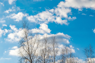 Bright blue sky with clouds on a warm spring day against the trees.