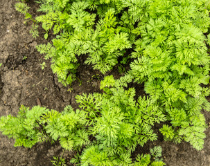 Young carrot tops, growing vegetables in the open ground on fertile soil, the concept of...