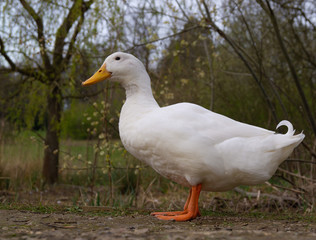 Large White Heavy Pekin Aylesbury Duck on Pond