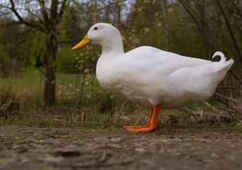 Naklejka na ściany i meble Large White Heavy Pekin Aylesbury Duck on Pond