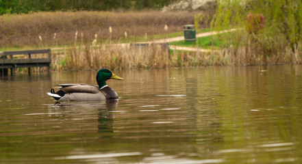 Fototapeta premium Close up on Male Drake Mallard Duck