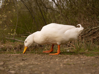 Large White Heavy Pekin Aylesbury Duck on Pond