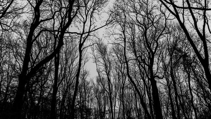 Black and White forest sign low angle view