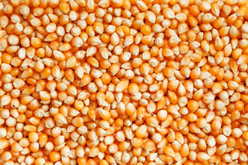 Golden corn seeds, background and texture of popcorn. Before watching a movie top view. Close-up