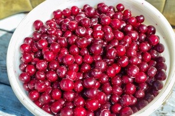 Heap of red cherry in white bucket in summer