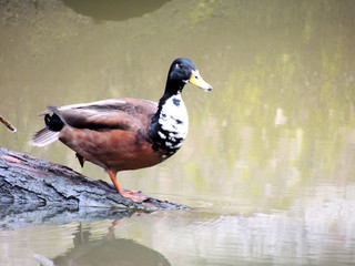Mallard male, Anas platyrhynchos, in early spring