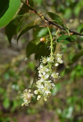 Black cherry flowers, Prunus serotina, in Mississippi