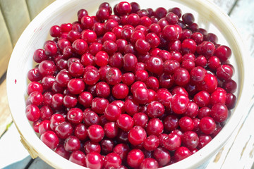 Harvest of red juicy cherry in white bucket