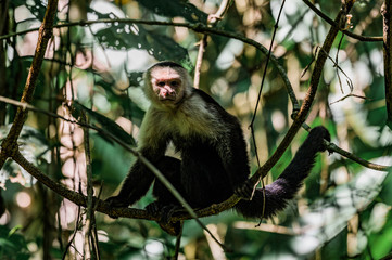 Singe