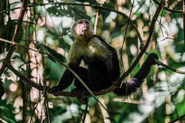 Singe