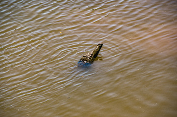 Crocodile