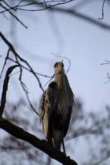 Fototapeta premium Graureiher Vogel