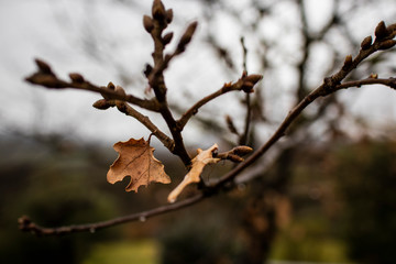 Brown dry leaf on a tree branch on a winter nature scene landscape