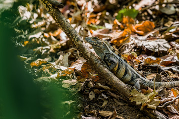 Lézard