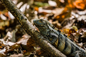 Lézard