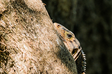 Lézard