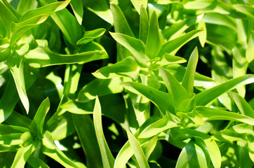 Abstract background from a variety of green leaves of a living bush.