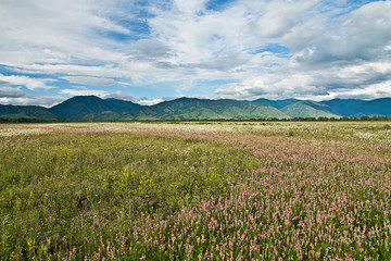 summer, green field, blue sky, clouds, flowers and mountains