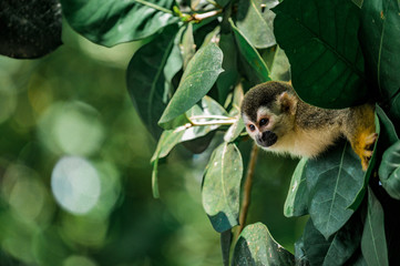 Fototapeta premium Singe