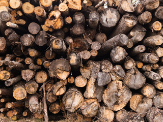 Stack of wood . Different wood raw