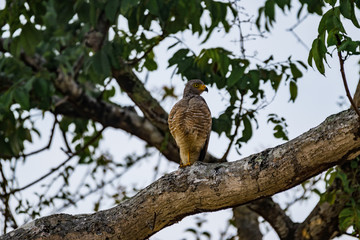 Oiseau tropical