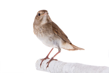 nightingale isolated on white