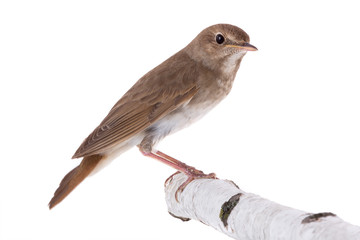 nightingale isolated on white